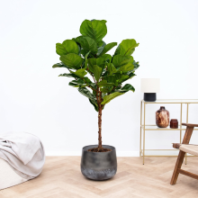 Ficus Lyrata op stam   150cm
