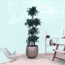 Dracaena Fragrans Dorado carrousel   180 cm
