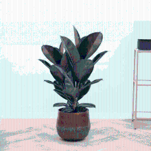 Ficus Abidjan struik   90 cm
