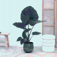 Alocasia Macrorrhiza   70 cm
