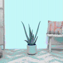 Aloe Vera   65 cm
