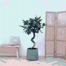Ficus Benghalensis Audrey spiraal   150 cm
