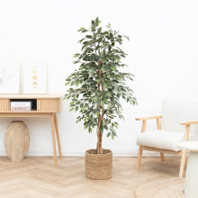 Kunst Ficus benjamina variegata   160cm