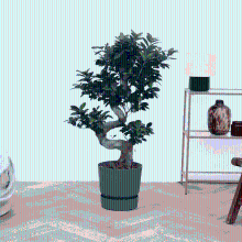 Ficus Microcarpa Ginseng s vorm   100 cm