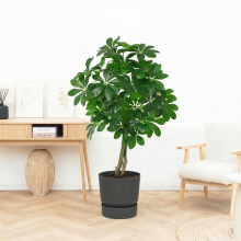 Kunst Schefflera Arboricola   120cm