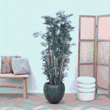 Polyscias Ming vertakt   130cm