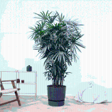 Rhapis Excelsa   250 cm