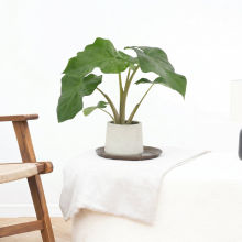 Alocasia Low Rider   40cm