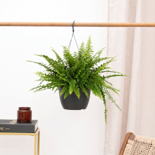 Nephrolepis Exaltata Montana hangplant   40 cm