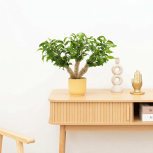 Ficus benjamina multi stam   35 cm