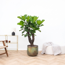 Ficus Lyrata Bonsai vertakt   130cm