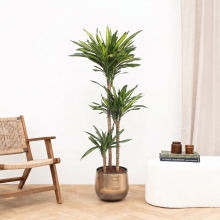 Dracaena Riki   160cm