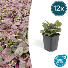 Green bubble Ajuga reptans 'Burgundy Glow'   20cm