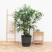 Rhapis Excelsa XXL   190cm