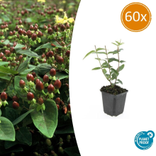 Green bubble Hypericum Inodorum 'Rheingold'   20cm
