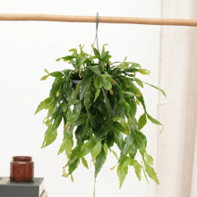 Rhipsalis crispata   40 cm