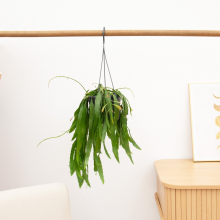 Rhipsalis Red Coral hangplant   25 cm