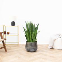 Sansevieria Silverflame   100cm