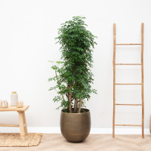 Schefflera Luseana vertakt   140cm