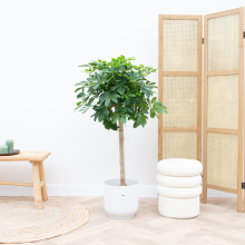 Schefflera op stam   130cm