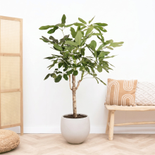 Fag Schefflera Actinophylla Amate op stam   180cm