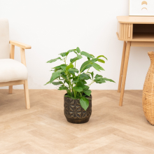 Schefflera Amate struik   80cm