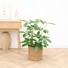 Schefflera Amate struik   100cm