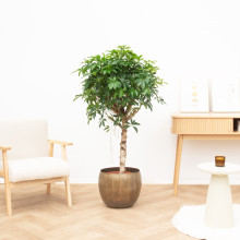 Schefflera Arboricola Compacta   130cm