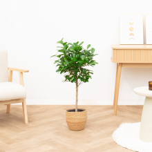 Ficus Moclame op stam   110cm