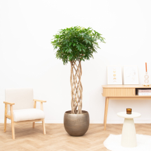 Schefflera Arboricola Compacta gevlochten cilinder   160cm