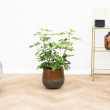 Schefflera Gold Capella struik   80 cm