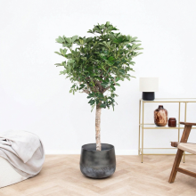 Schefflera Gold Capella op stam   170 cm