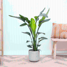 Strelitzia Nicolai   70cm