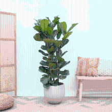 Ficus Lyrata struik   150cm