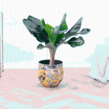 Bananenplant   80 cm
