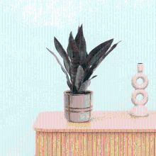 Bambino Sansevieria Black coral   25cm