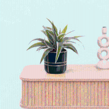 Bambino Chlorophytum Ocean   15cm