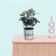 Bambino Coffea Arabica   15cm