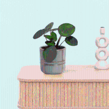 Bambino Pilea Peperomioides   10cm