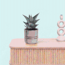 Bambino Sansevieria Samurai   15cm