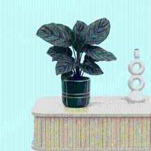 Bambino Calathea Ornata   15cm