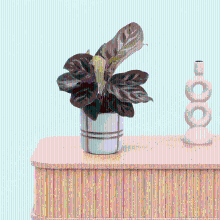 Bambino Calathea Makoyana   15cm
