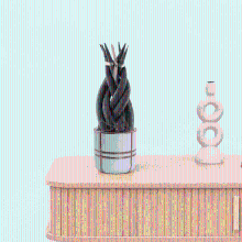 Bambino Sansevieria Cylindrica Twist   15cm