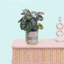 Bambino Syngonium Pixie   15cm