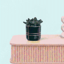 Bambino Delosperma Echinatum   10cm