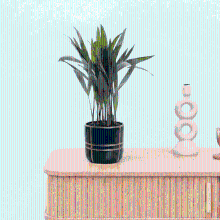 Bambino Dypsis lutescens Areca   30cm