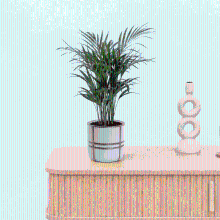 Bambino Areca Palm   25cm