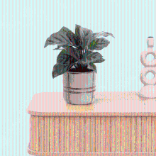 Bambino Calathea Freddie   15cm
