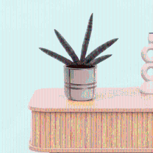 Bambino Sansevieria Skyline   15cm