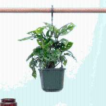 Hangplant Monstera Monkey Leaf   40cm